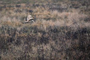 white and black bird flying over brown grass field during daytime