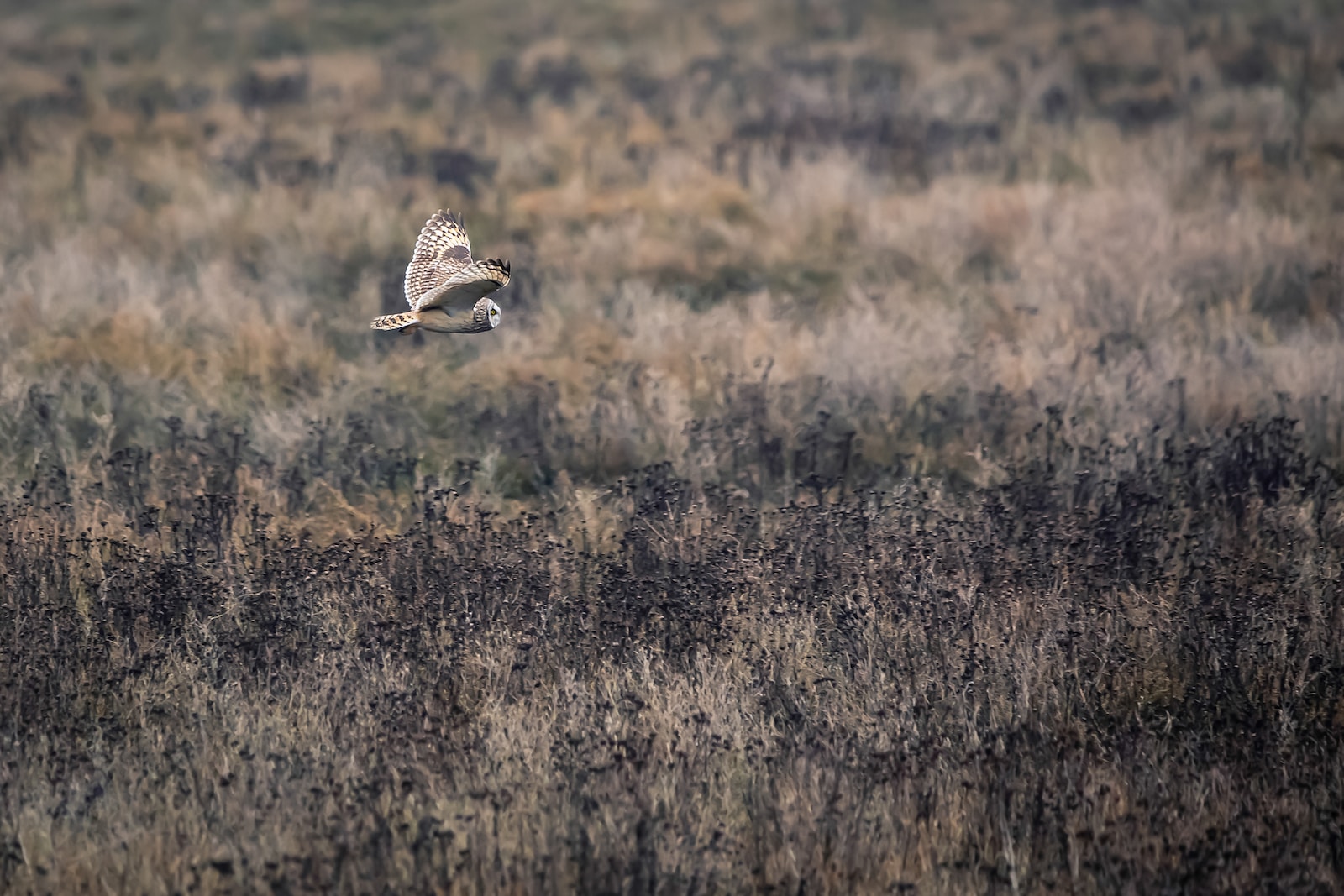 white and black bird flying over brown grass field during daytime