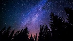 worm's eye view of trees during night time